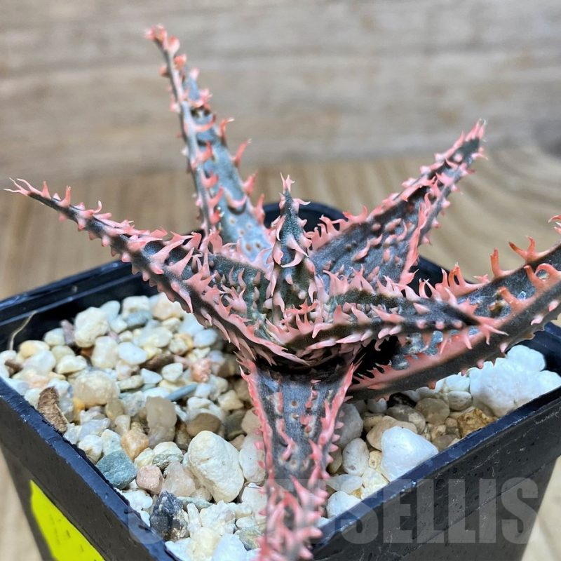 SH652 Aloe TCT hybrid