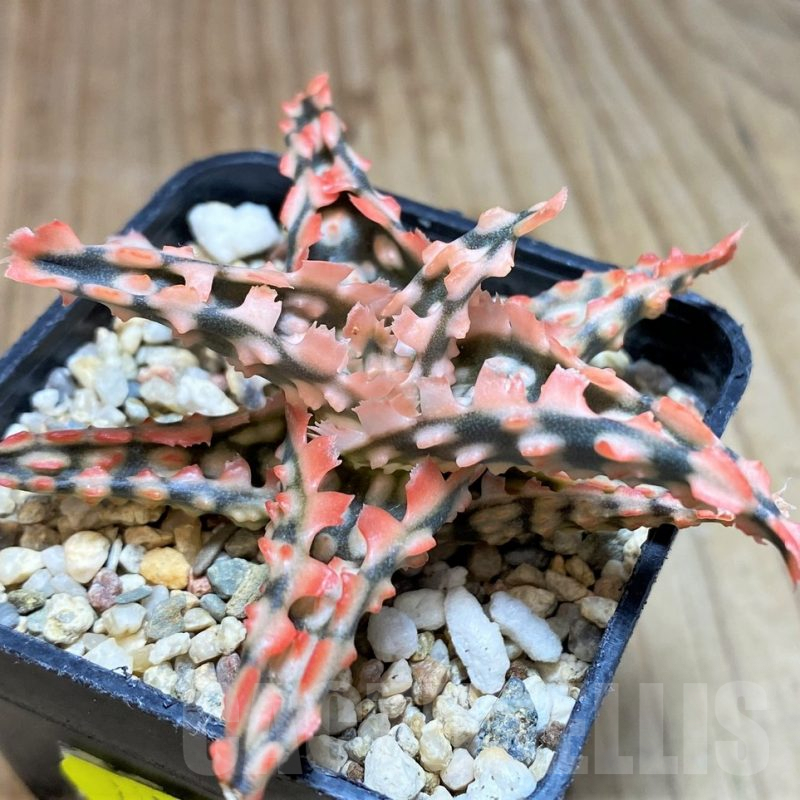 SH653 Aloe TCT hybrid