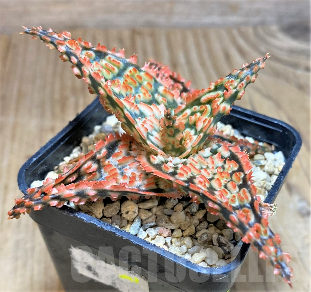 SH655 Aloe TCT hybrid – Image 2