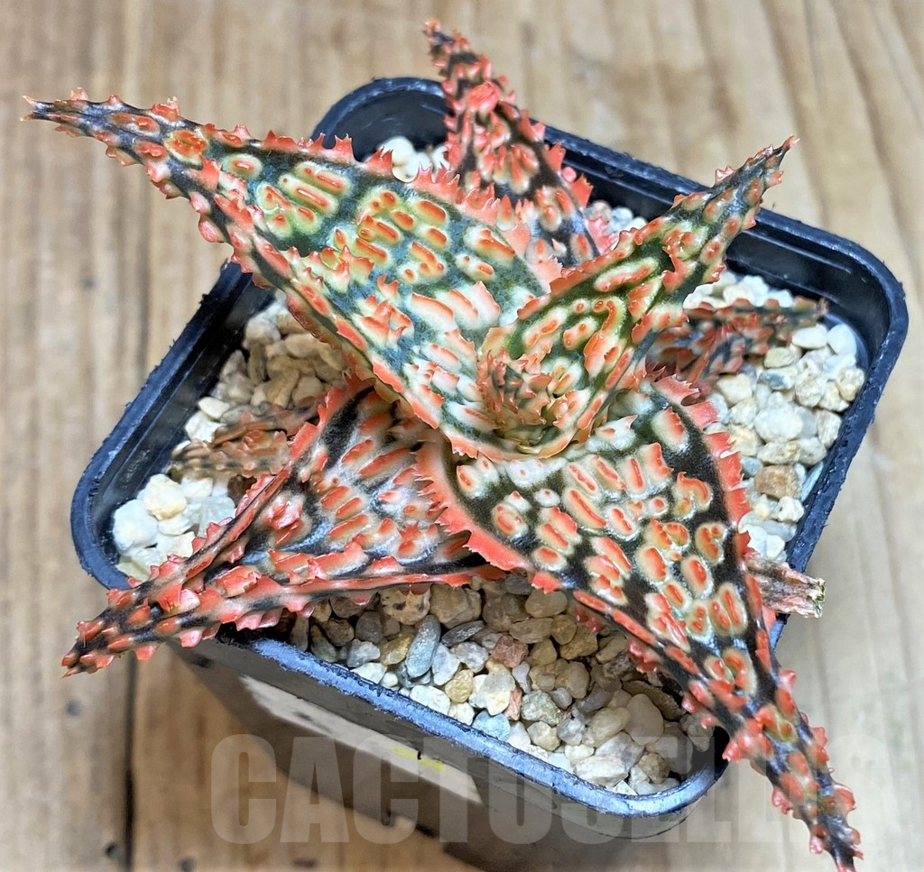 SH655 Aloe TCT hybrid