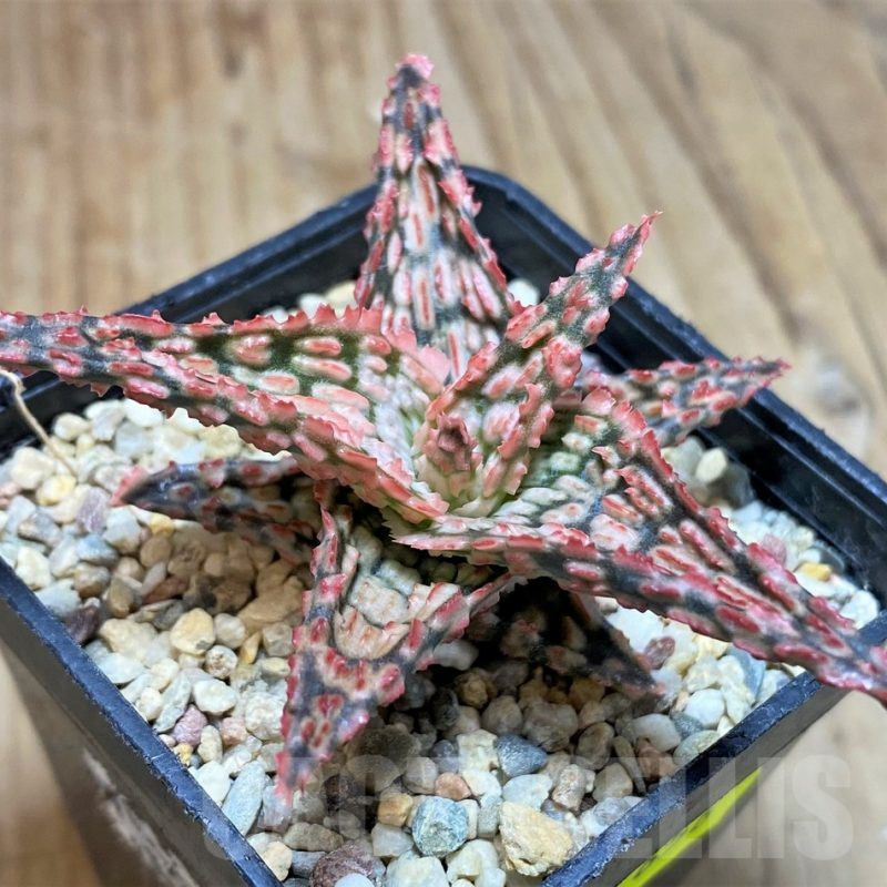 SH656 Aloe TCT hybrid