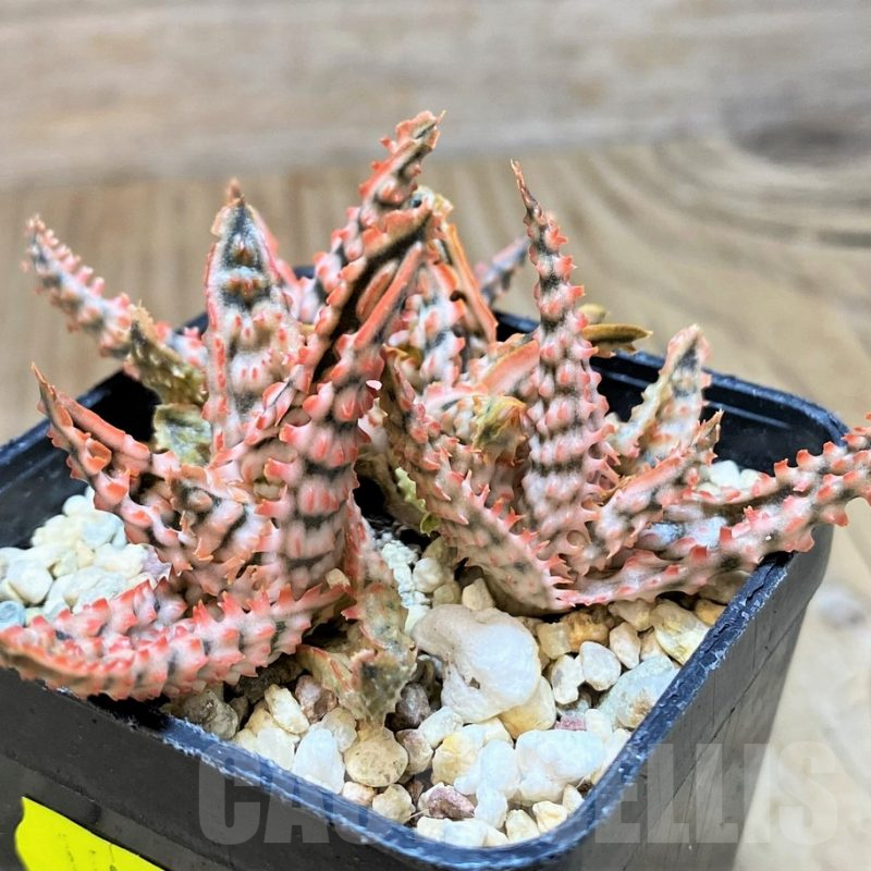 SH657 Aloe TCT hybrid