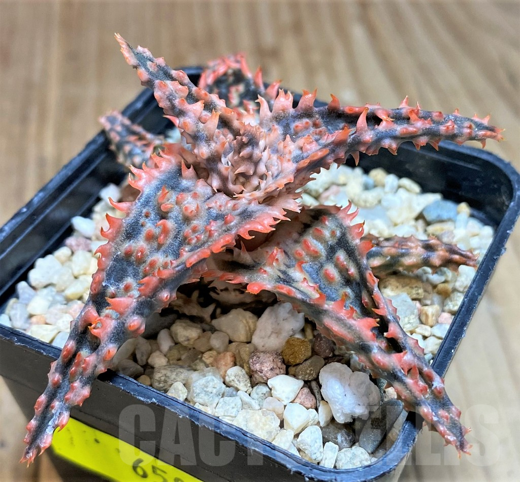 SH658 Aloe TCT hybrid