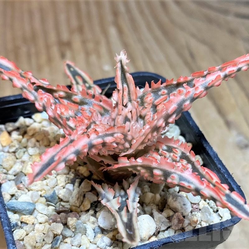 SH660 Aloe TCT hybrid