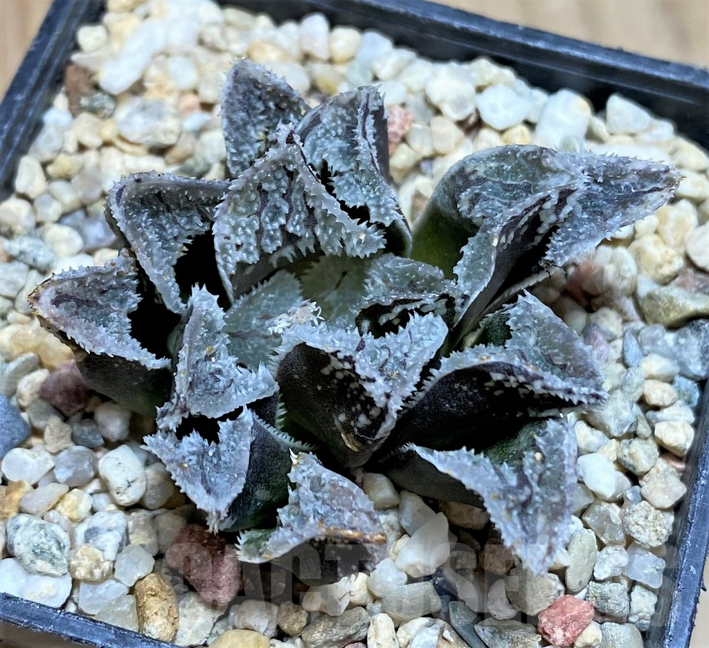 SH624 Haworthia 'Kegazato'