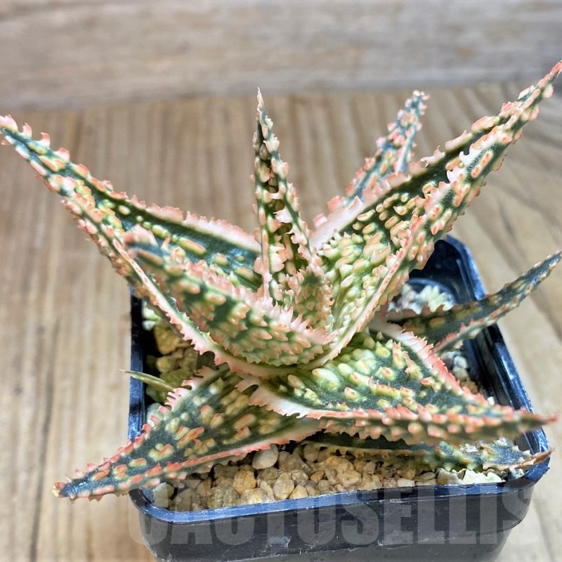 SH662 Aloe TCT hybrid