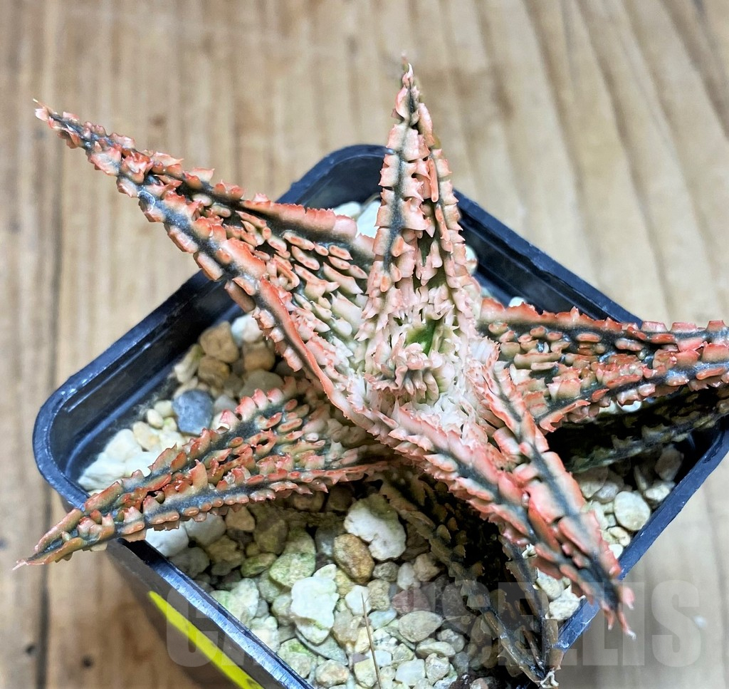 SH663 Aloe TCT hybrid - immagine 2