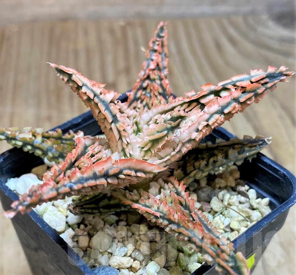 SH663 Aloe TCT hybrid