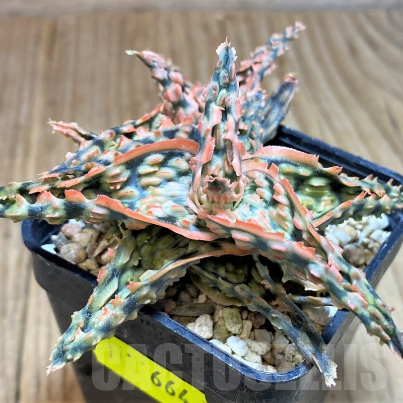 SH664 Aloe TCT hybrid