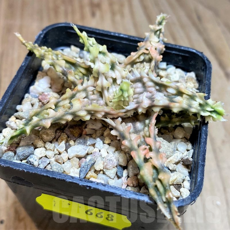 SH668 Aloe TCT hybrid