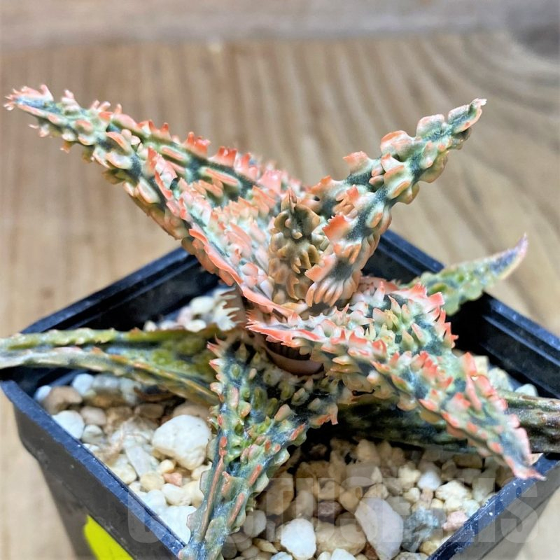 SH669 Aloe TCT hybrid
