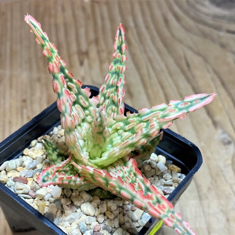 SH670 Aloe TCT hybrid