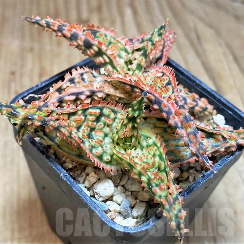 SH672 Aloe TCT hybrid