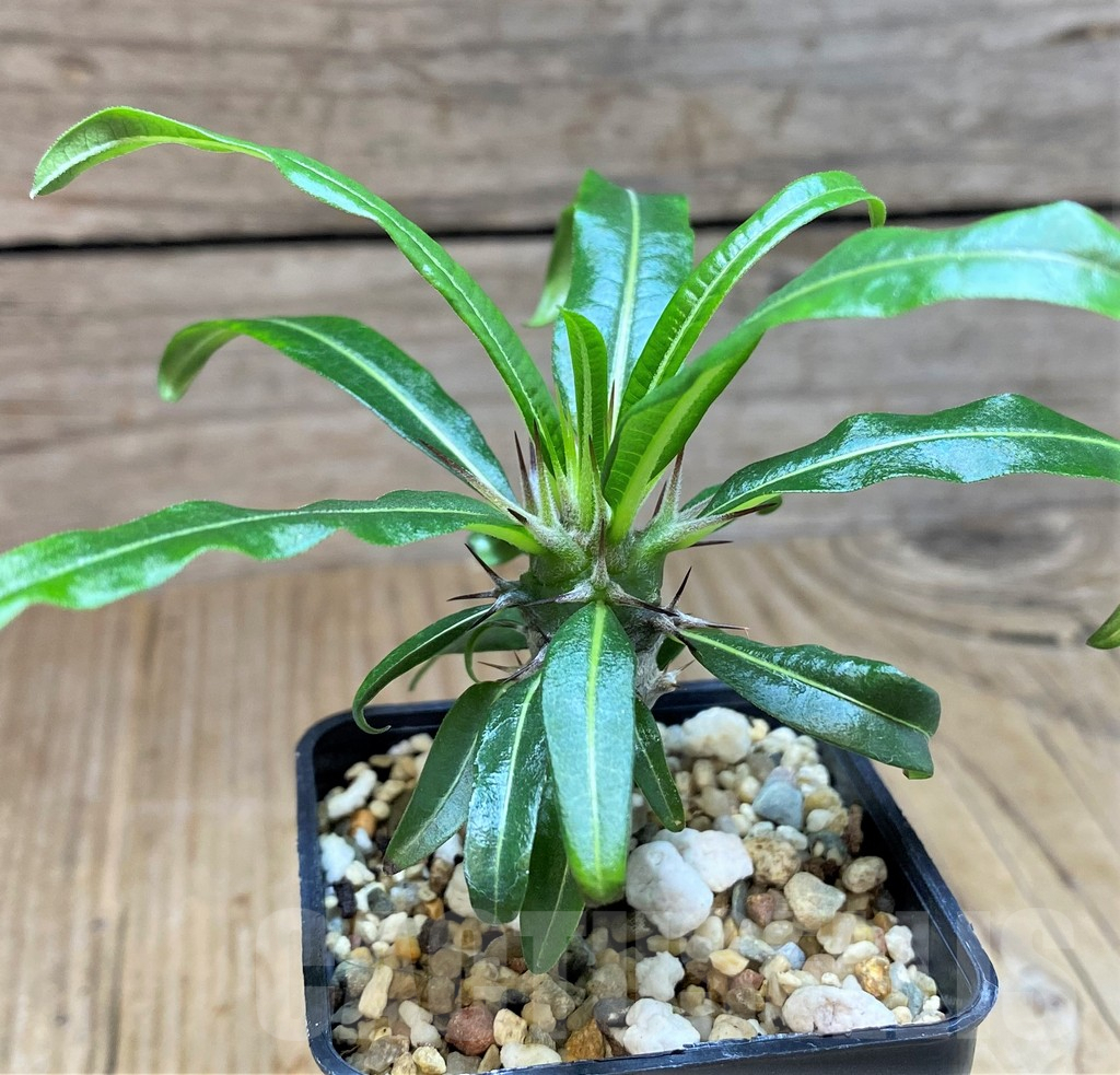 SH673 Pachypodium geayi - immagine 3
