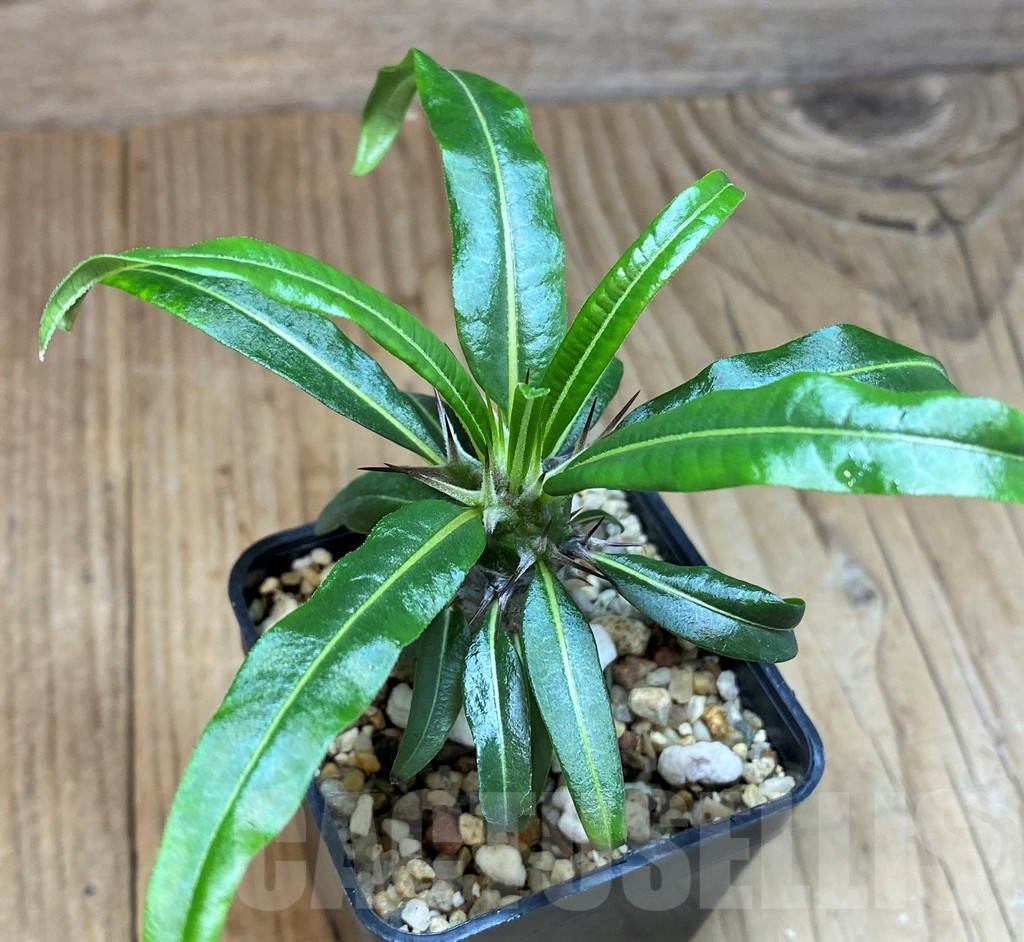 SH673 Pachypodium geayi - immagine 2