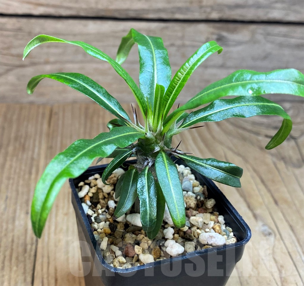 SH673 Pachypodium geayi