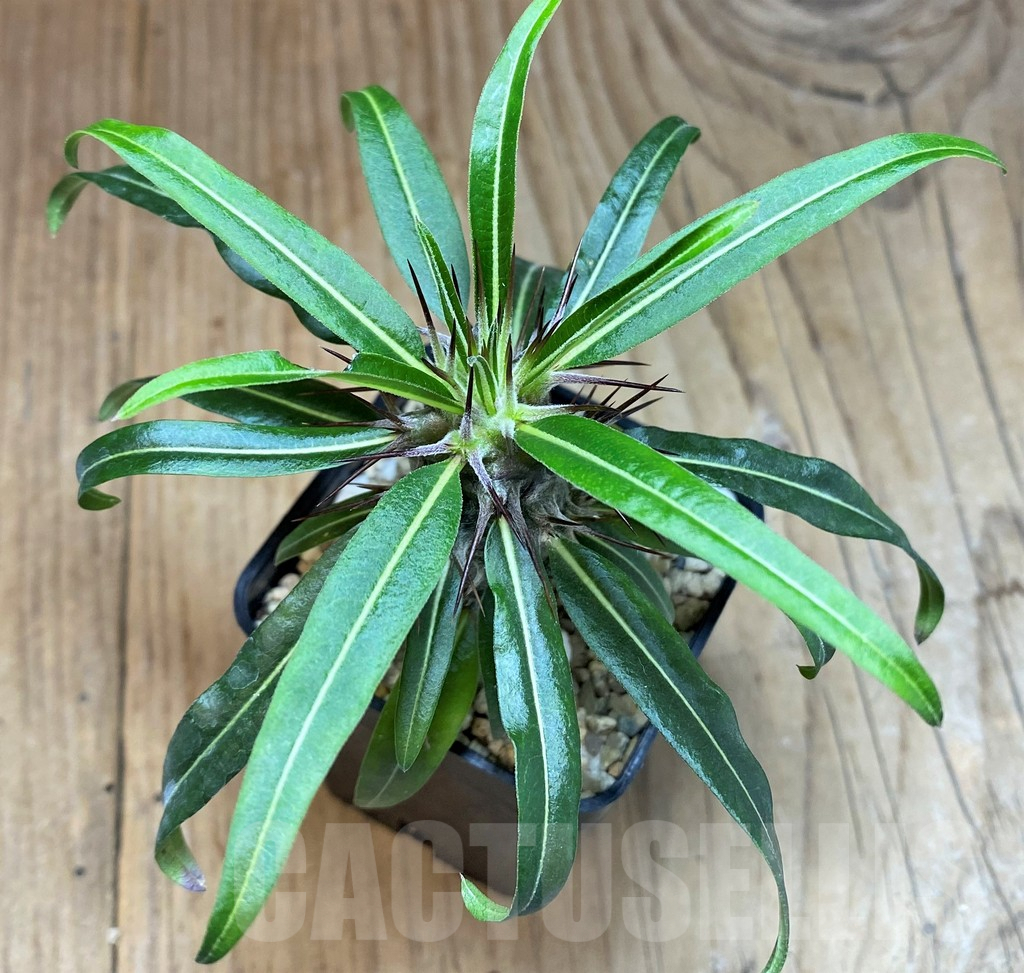 SH674 Pachypodium geayi - 画像 (3)