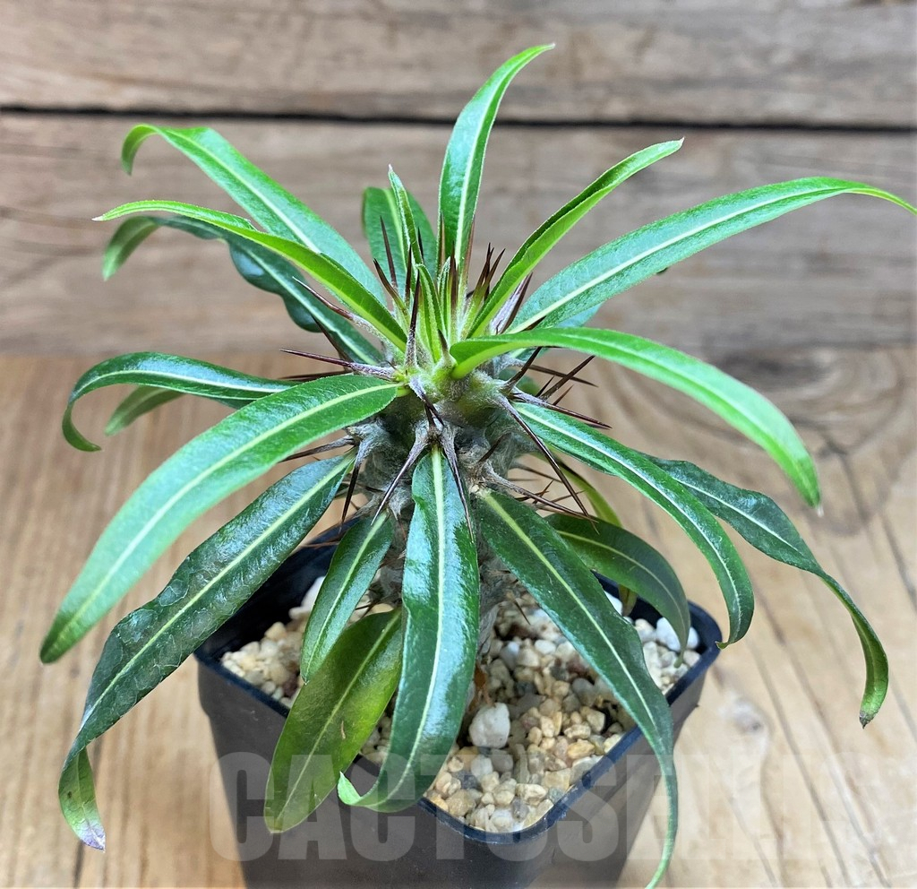 SH674 Pachypodium geayi