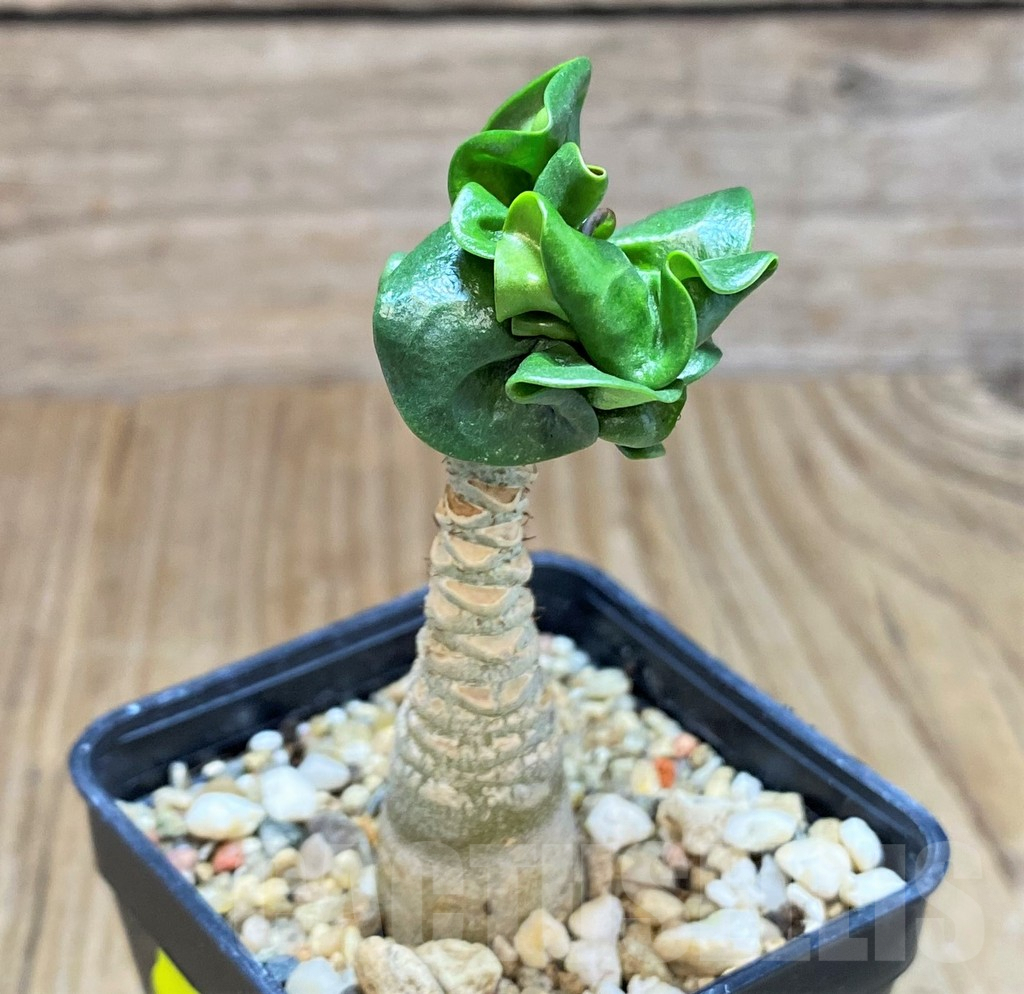 SH675 Adenium mini - 画像 (2)