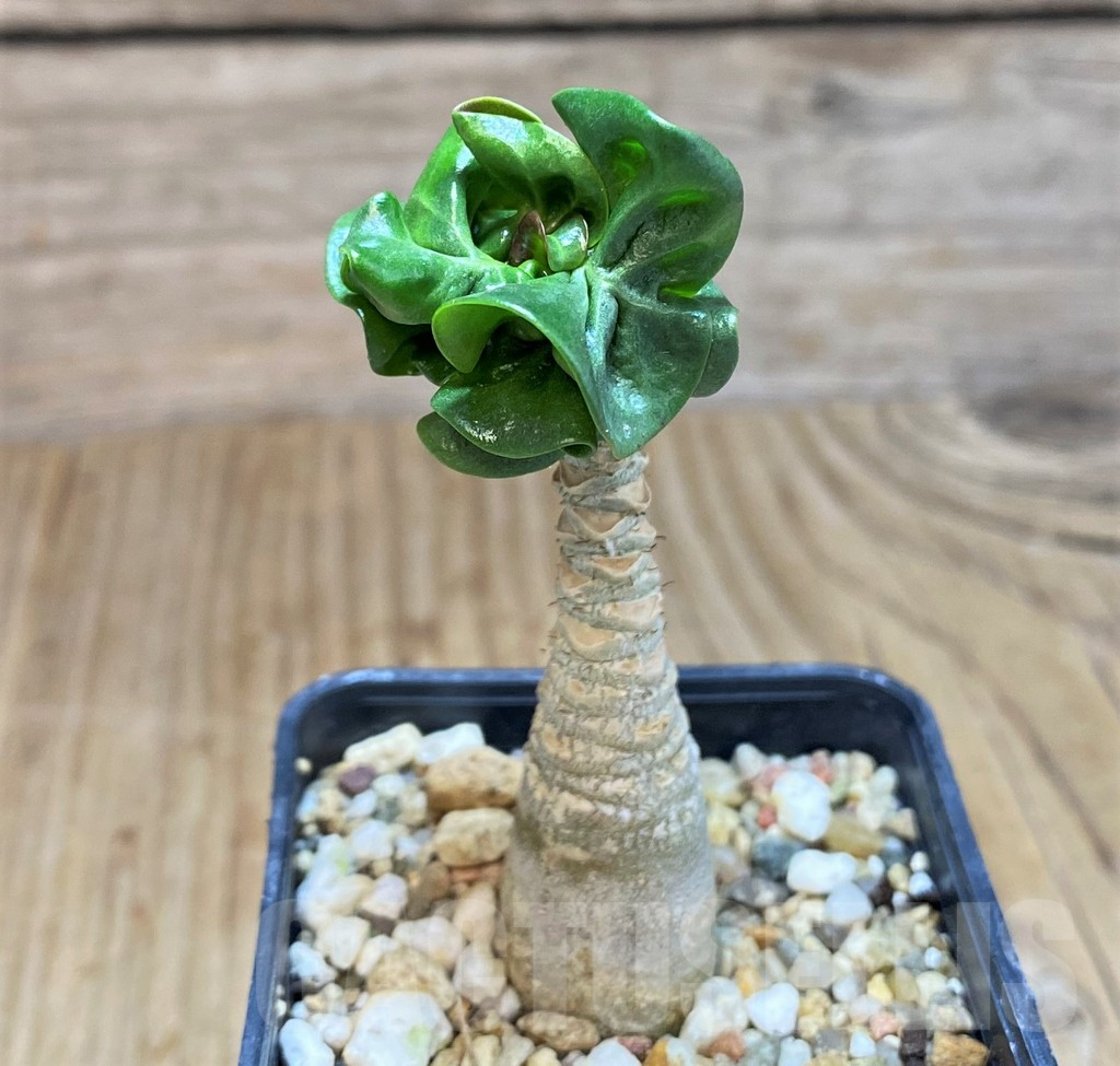 SH675 Adenium mini