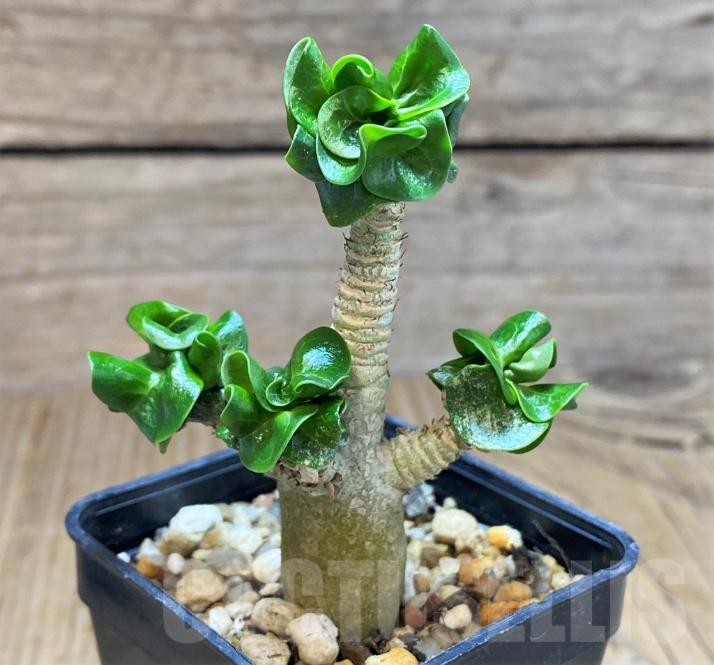 SH676 Adenium mini - Image 2