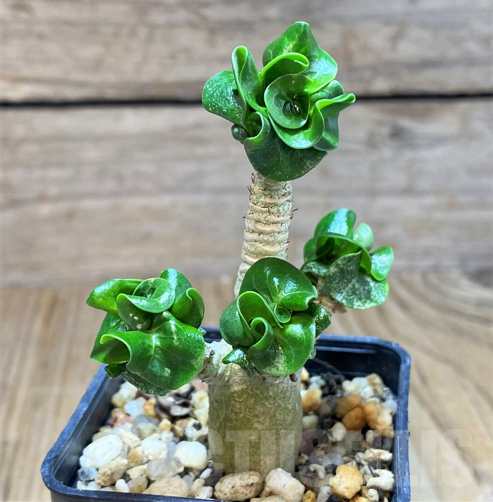 SH676 Adenium mini
