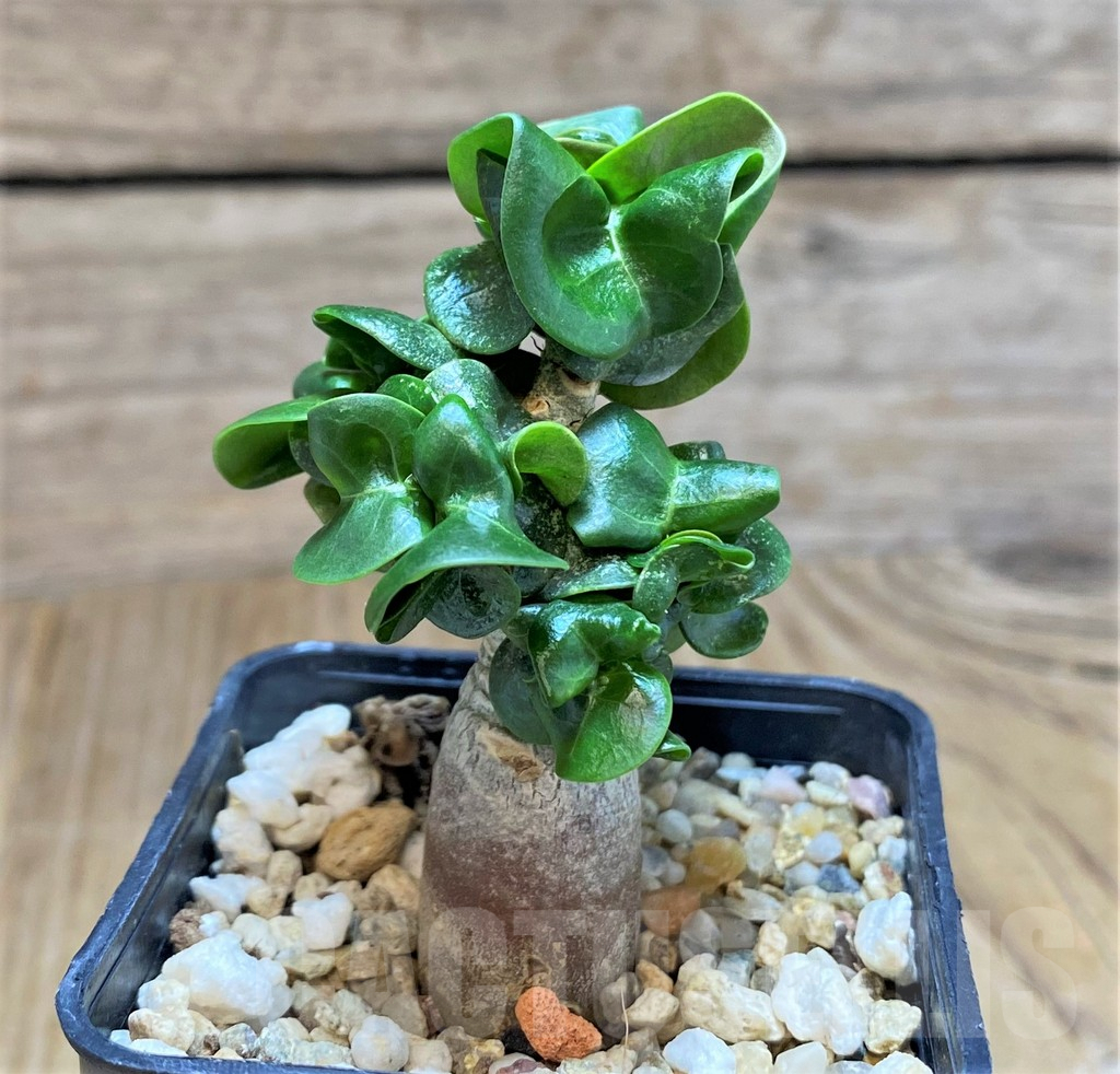 SH677 Adenium mini - Image 2