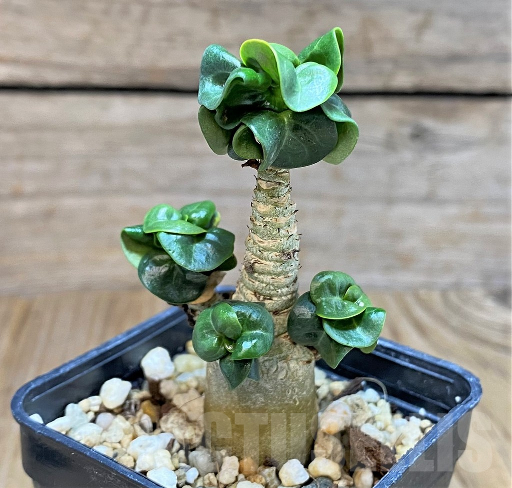 SH678 Adenium mini