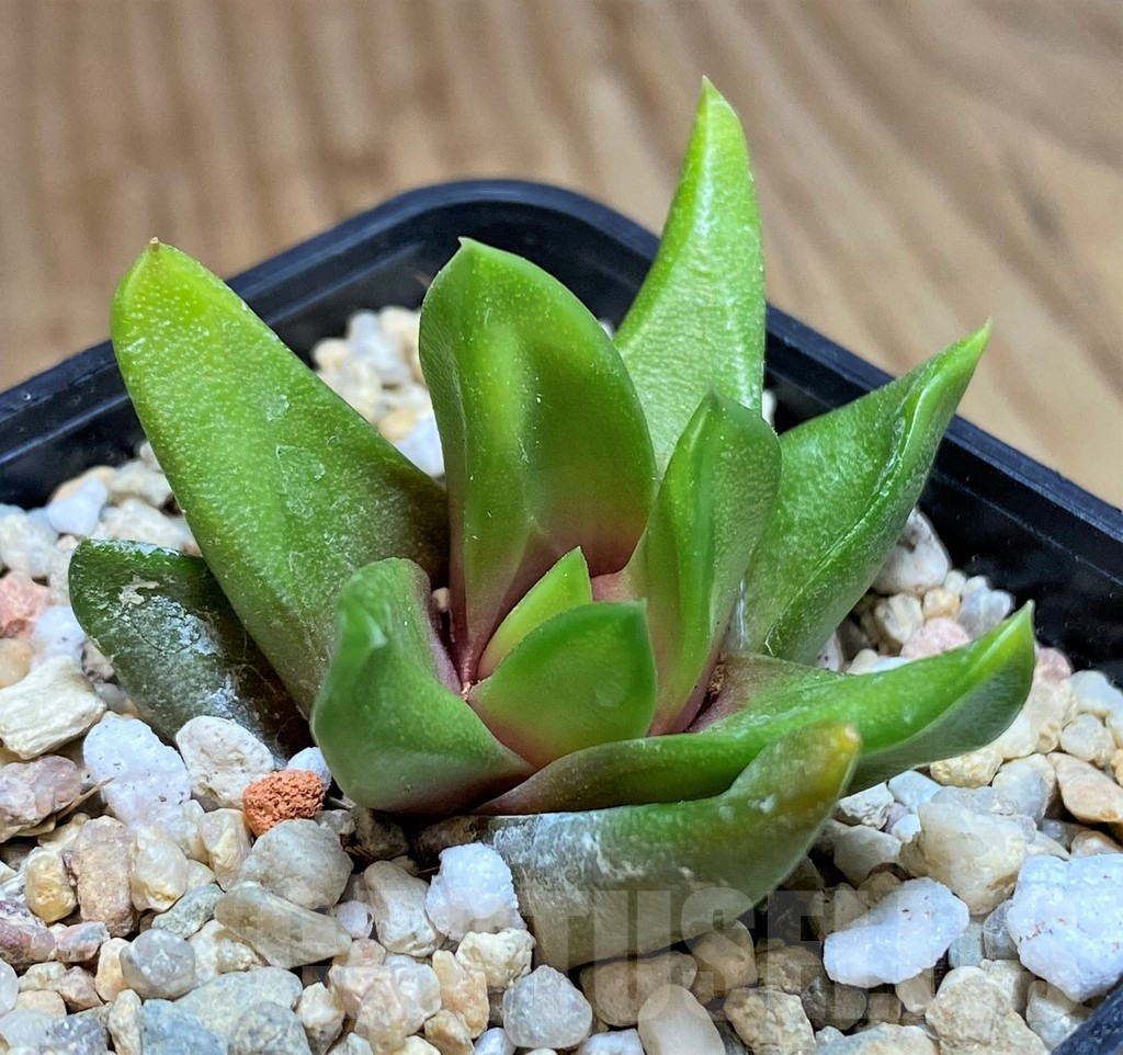 SH679 Haworthia scabra v. starkiana SH – Bild 2