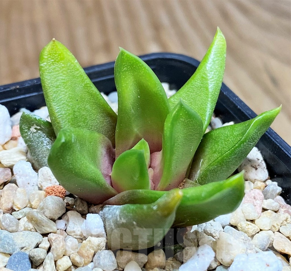 SH679 Haworthia scabra v. starkiana SH