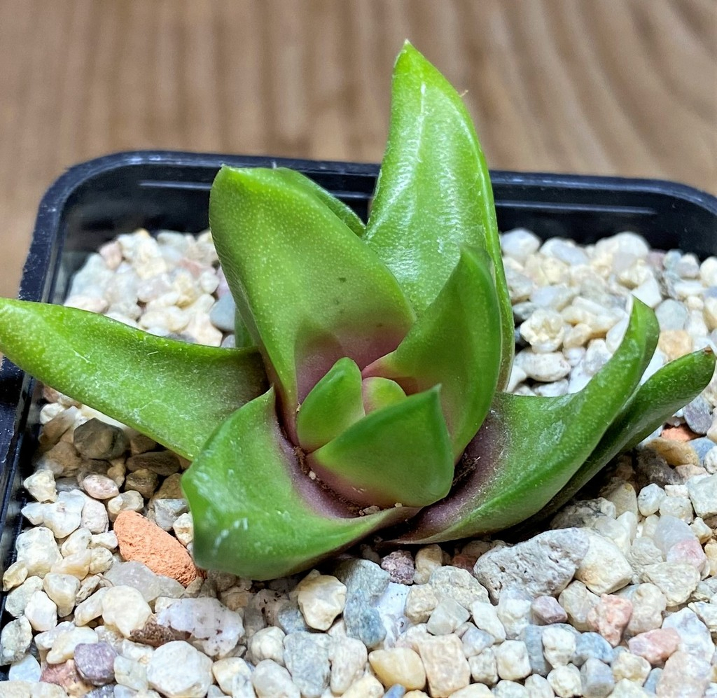 SH680 Haworthia scabra v. starkiana SH