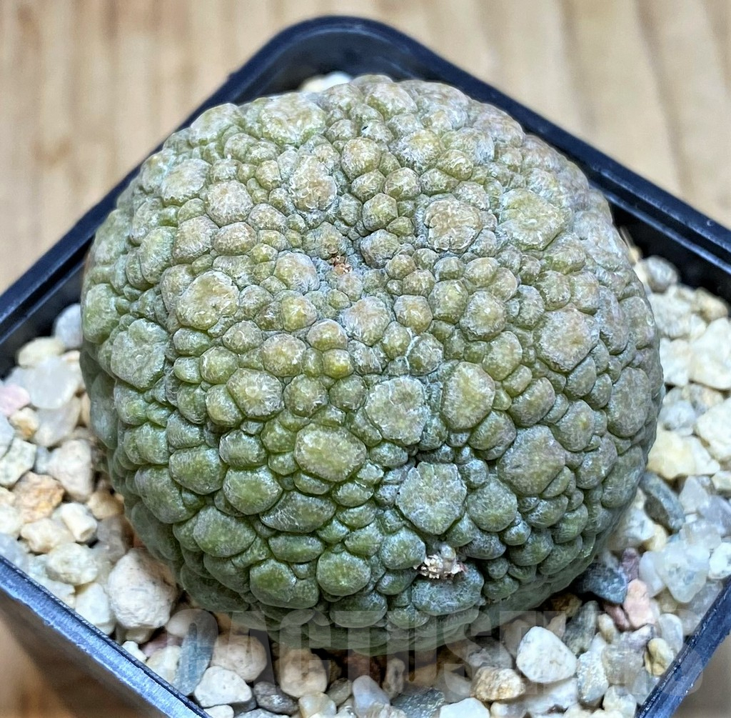 SH681 Pseudolithos migiurtinus