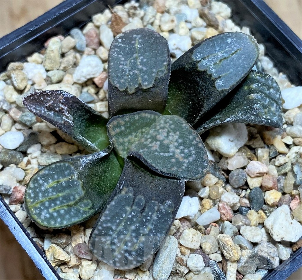 SH626 Haworthia groenewaldii