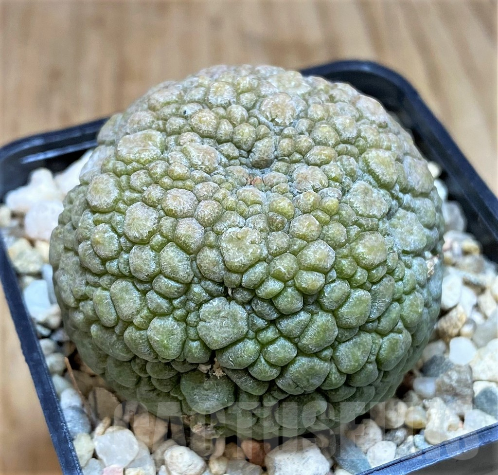SH681 Pseudolithos migiurtinus - Imagen 2