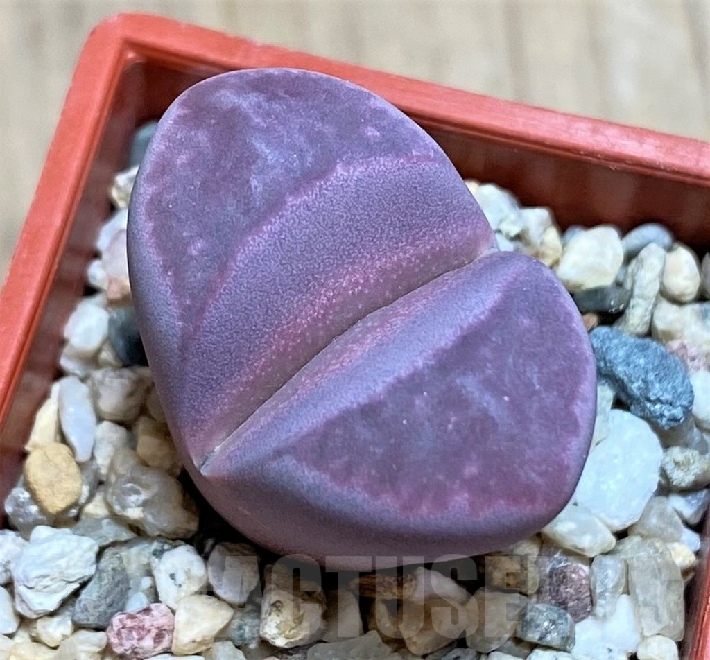 SH619 Lithops optica 'Rubra'