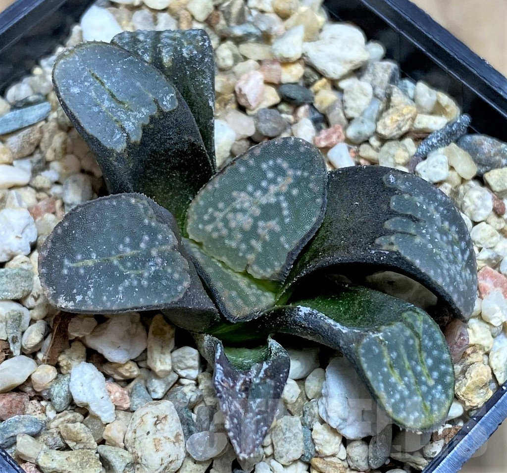 SH626 Haworthia groenewaldii - Зображення 2