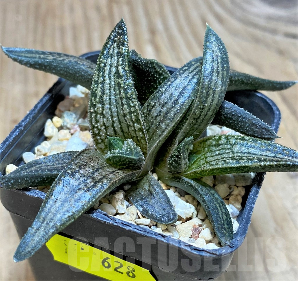 SH628 Haworthia 'Kintaikyo'