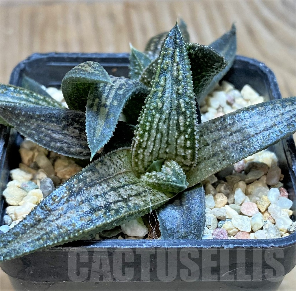SH628 Haworthia 'Kintaikyo' - Obrázek 2