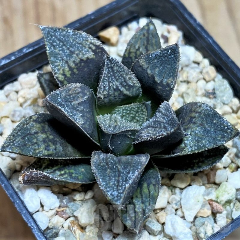 SH629 Haworthia 'Kegazato' hybrid