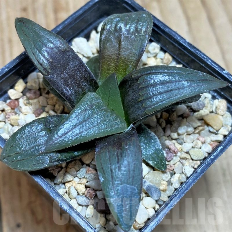 SH630 Haworthia atrofusca -Japan-