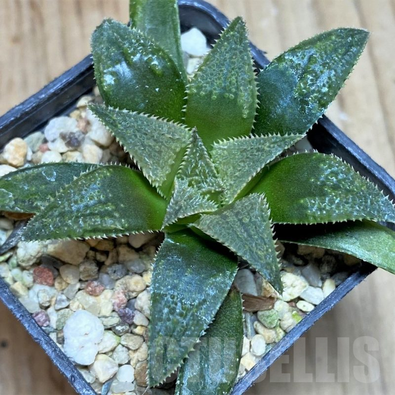 SH631 Haworthia parksiana hybrid