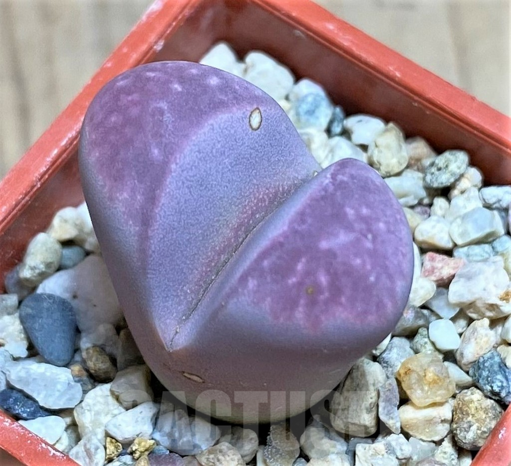 SH620 Lithops optica 'Rubra'