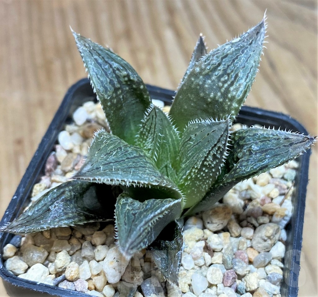 SH633 Haworthia HCNX-7, ex Cactus Nishi - Obrázek 2