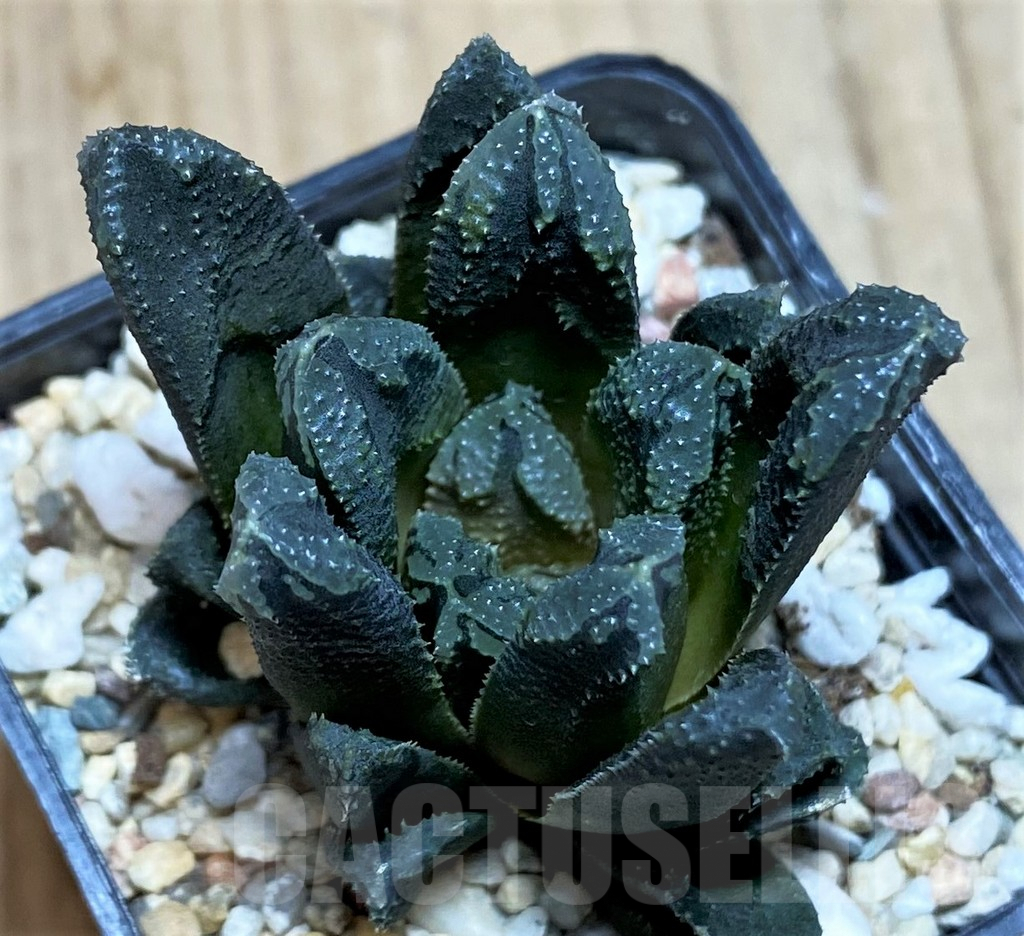 SH635 Haworthia 'Oniyome' hybrid - immagine 2