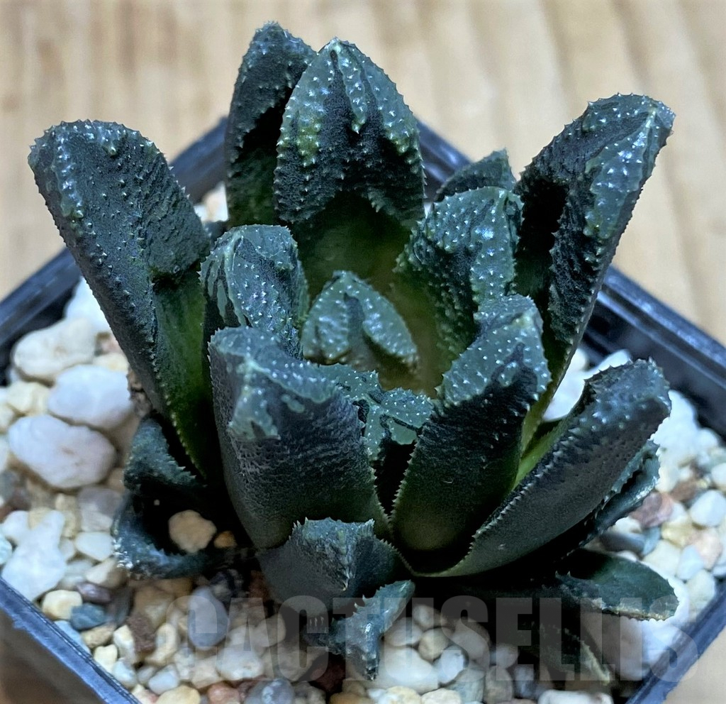 SH635 Haworthia 'Oniyome' hybrid