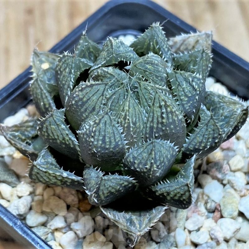 SH637 Haworthia 'Mirror Ball'