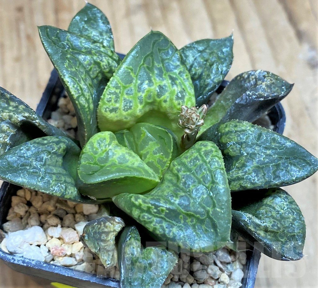 SH640 Haworthia ‘Kamen Butokai’