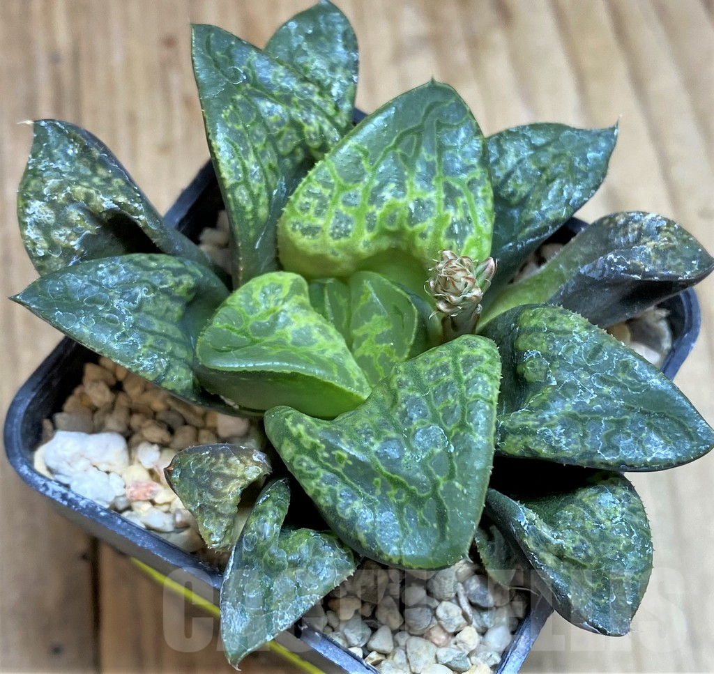 SH640 Haworthia ‘Kamen Butokai’ - Obrázek 2