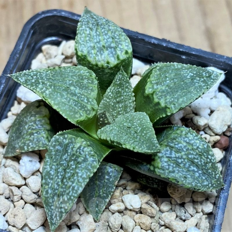 SH645 Haworthia picta -George Southeast of Zebra-