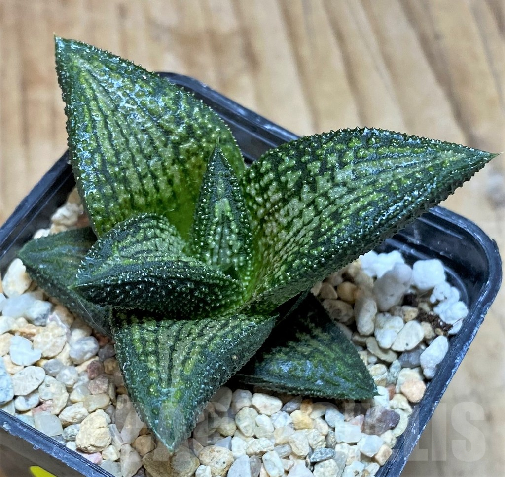 SH646 Haworthia 'Kintaikyo' - Imagen 3